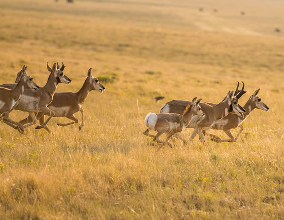 Wyoming Pronghorn Antelope Hunts