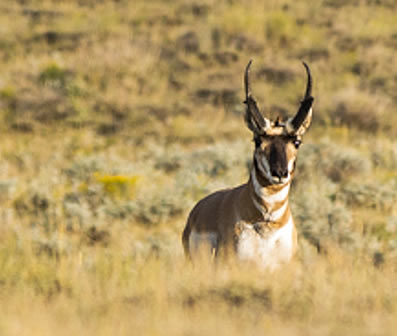 pronghorn antelope hunt 2